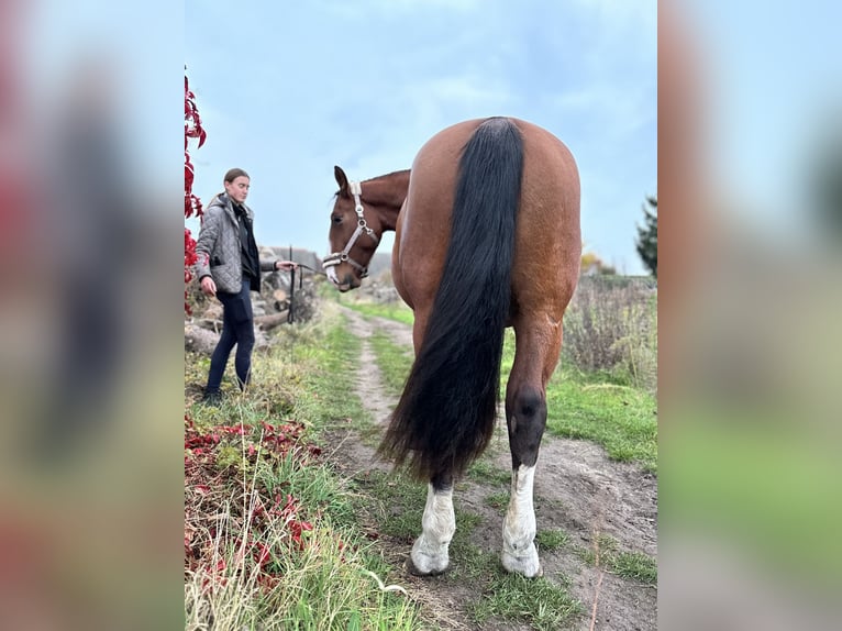 Schweres Warmblut Stute 2 Jahre 170 cm Brauner in Arenzhain