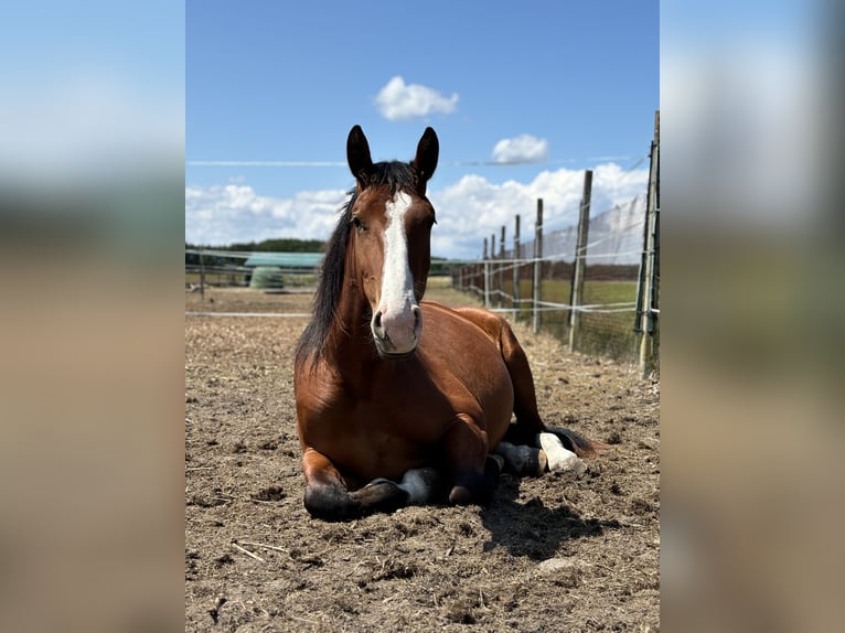 Schweres Warmblut Stute 2 Jahre 170 cm Brauner in Arenzhain