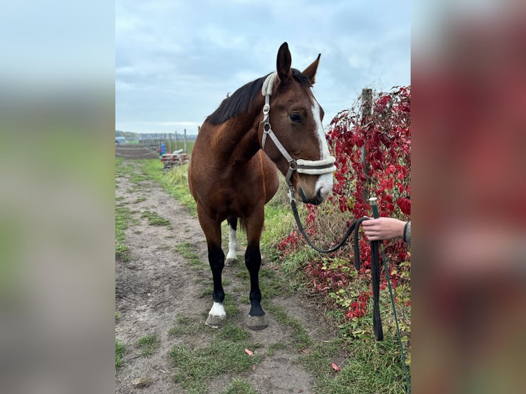 Schweres Warmblut Stute 2 Jahre 170 cm Brauner in Arenzhain