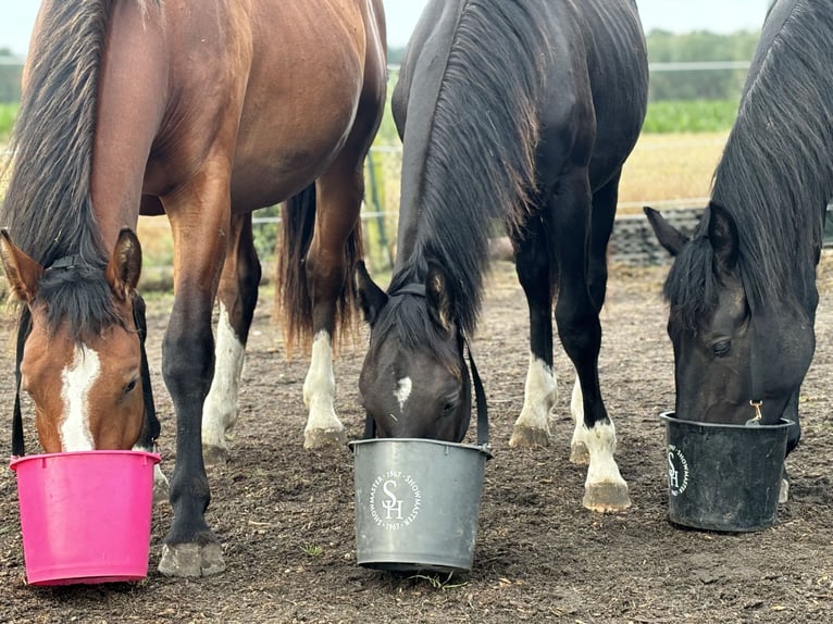 Schweres Warmblut Stute 2 Jahre 170 cm Brauner in Arenzhain