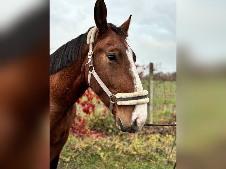 Schweres Warmblut Stute 2 Jahre 170 cm Brauner in Arenzhain