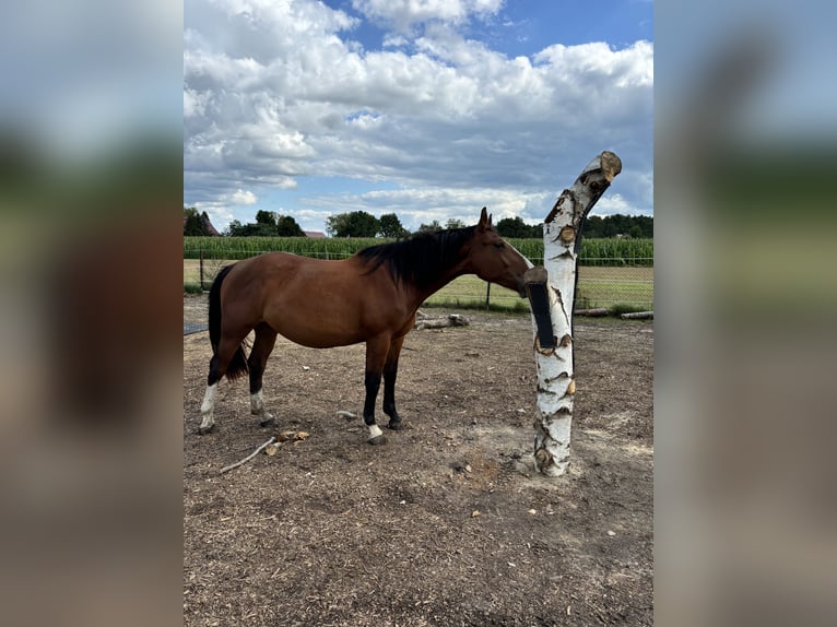 Schweres Warmblut Stute 2 Jahre 170 cm Brauner in Arenzhain