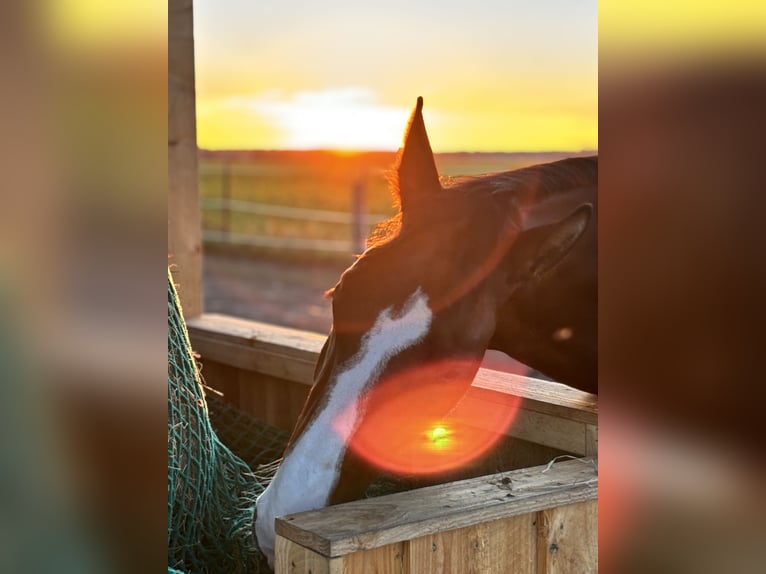 Schweres Warmblut Stute 2 Jahre 170 cm Brauner in Arenzhain