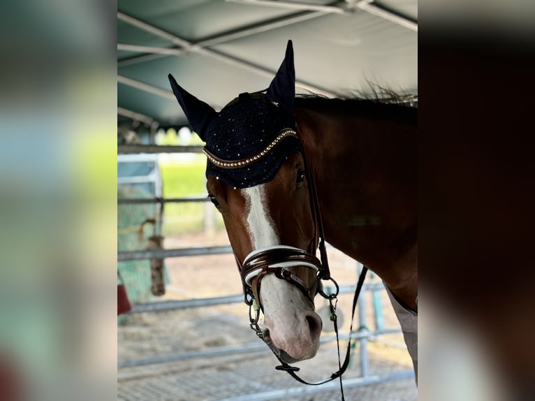 Schweres Warmblut Stute 2 Jahre 170 cm Brauner in Arenzhain