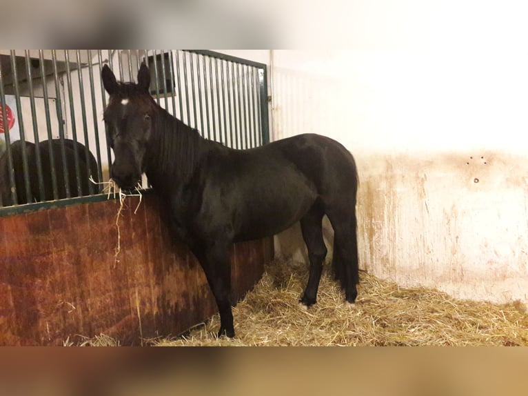 Schweres Warmblut Stute 3 Jahre 156 cm Rappe in Panschwitz-Kuckau