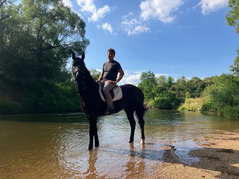 Schweres Warmblut Stute 3 Jahre 160 cm Rappe in G&#xF6;rlitz