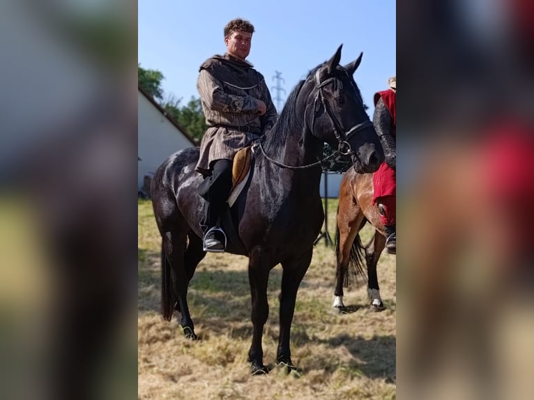 Schweres Warmblut Stute 3 Jahre 160 cm Rappe in G&#xF6;rlitz
