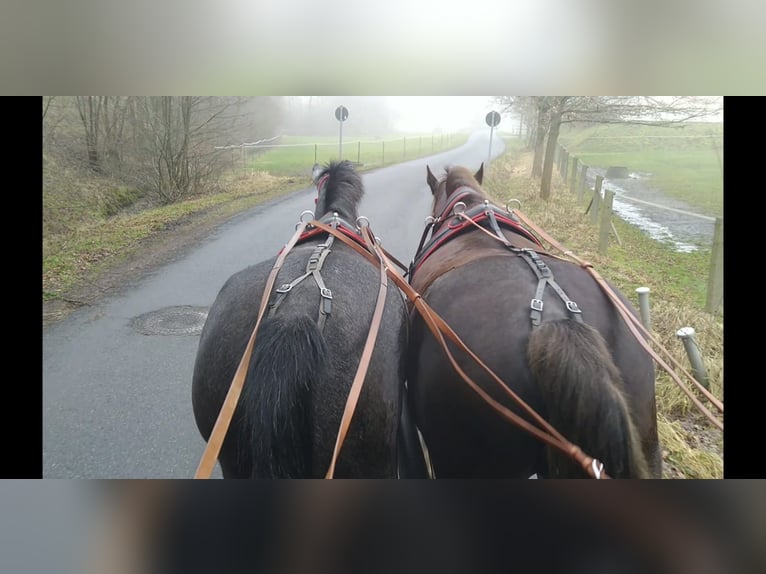 Schweres Warmblut Stute 3 Jahre 160 cm Schimmel in Kamenz