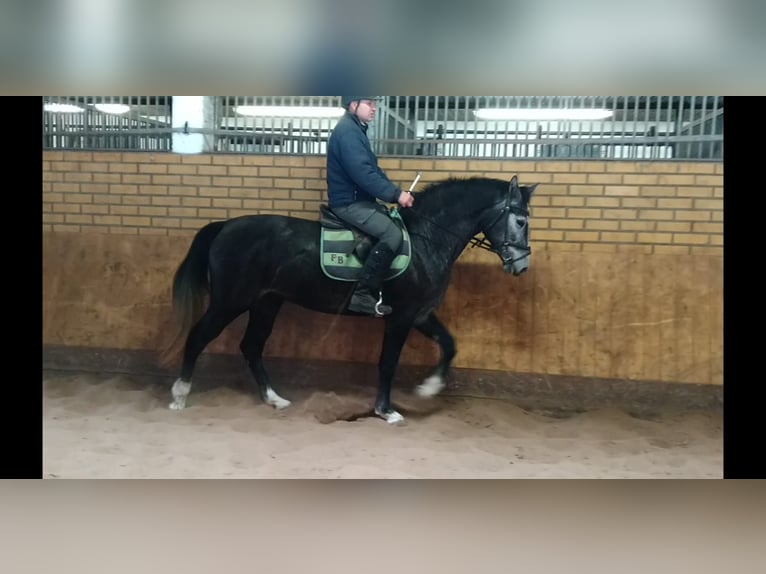 Schweres Warmblut Stute 3 Jahre 160 cm Schimmel in Kamenz