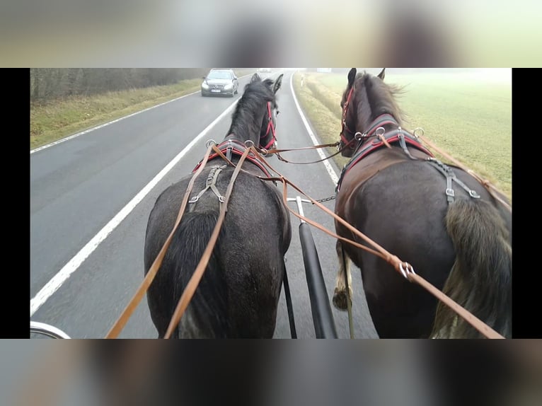 Schweres Warmblut Stute 3 Jahre 160 cm Schimmel in Kamenz