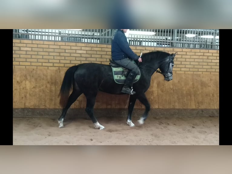 Schweres Warmblut Stute 3 Jahre 160 cm Schimmel in Kamenz