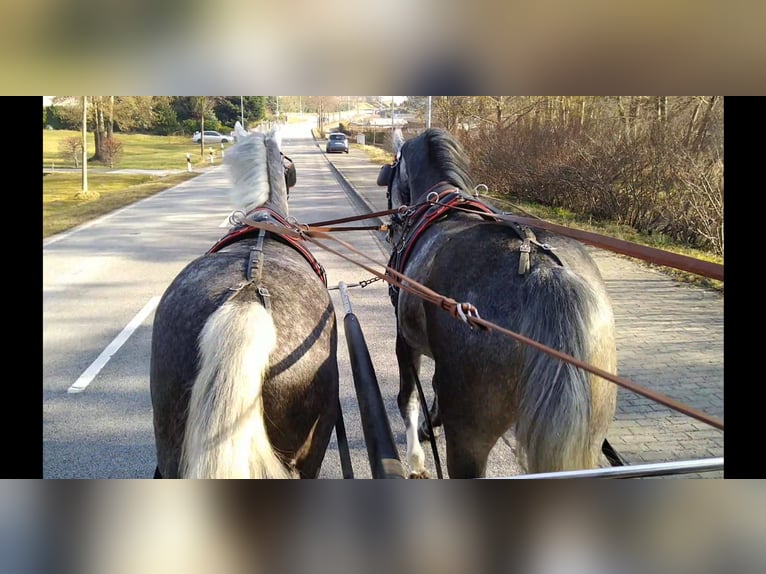 Schweres Warmblut Stute 3 Jahre 162 cm Schimmel in Kamenz