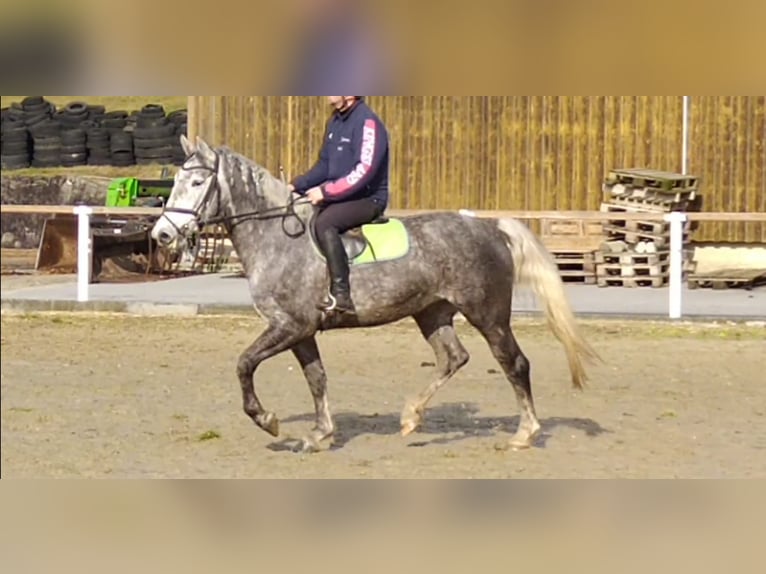 Schweres Warmblut Stute 3 Jahre 162 cm Schimmel in Kamenz