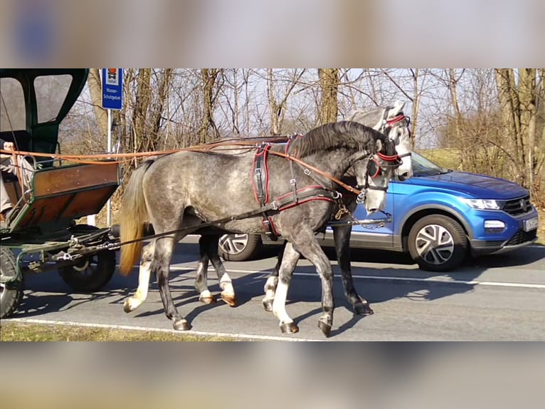 Schweres Warmblut Stute 3 Jahre 162 cm Schimmel in Kamenz