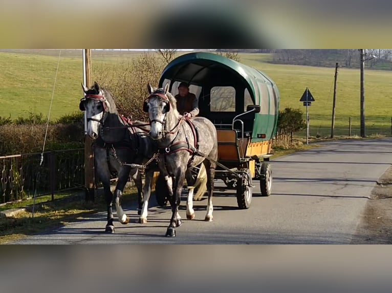 Schweres Warmblut Stute 3 Jahre 162 cm Schimmel in Kamenz