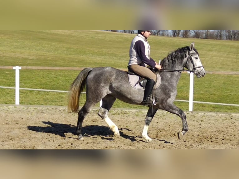 Schweres Warmblut Stute 3 Jahre 162 cm Schimmel in Kamenz