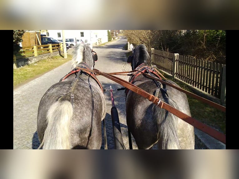 Schweres Warmblut Stute 3 Jahre 162 cm Schimmel in Kamenz