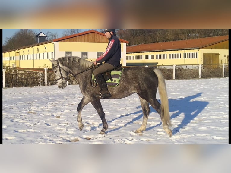 Schweres Warmblut Stute 3 Jahre 162 cm Schimmel in Kamenz