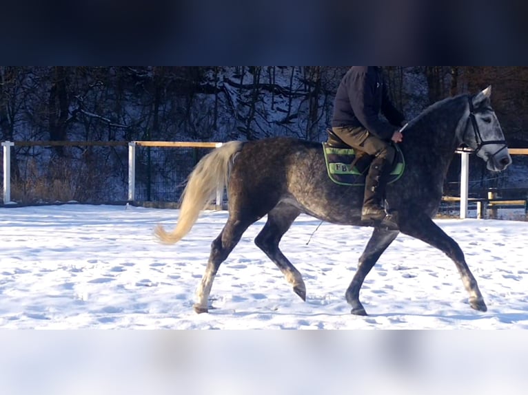 Schweres Warmblut Stute 3 Jahre 162 cm Schimmel in Kamenz