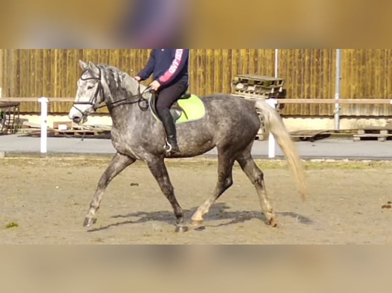 Schweres Warmblut Stute 3 Jahre 162 cm Schimmel in Kamenz