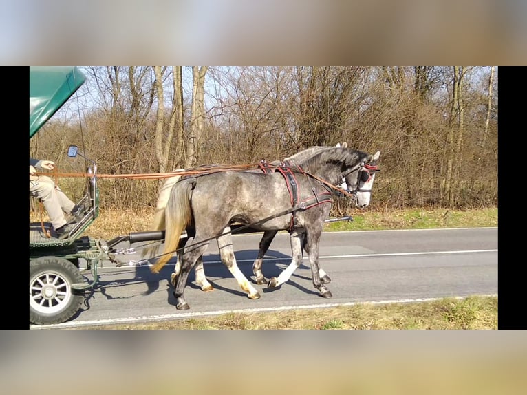 Schweres Warmblut Stute 3 Jahre 162 cm Schimmel in Kamenz