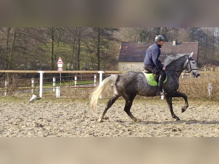 Schweres Warmblut Stute 3 Jahre 162 cm Schimmel in Kamenz