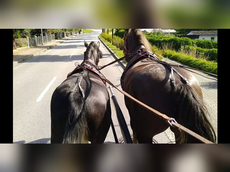 Schweres Warmblut Stute 3 Jahre 163 cm Rappschimmel in Kamenz
