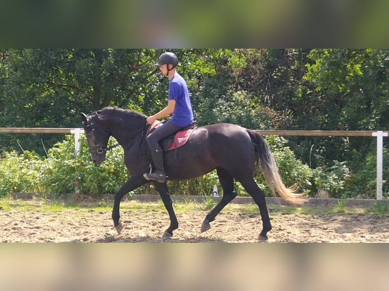 Schweres Warmblut Stute 3 Jahre 163 cm Rappschimmel in Kamenz