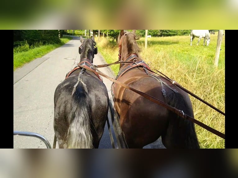 Schweres Warmblut Stute 3 Jahre 163 cm Rappschimmel in Kamenz