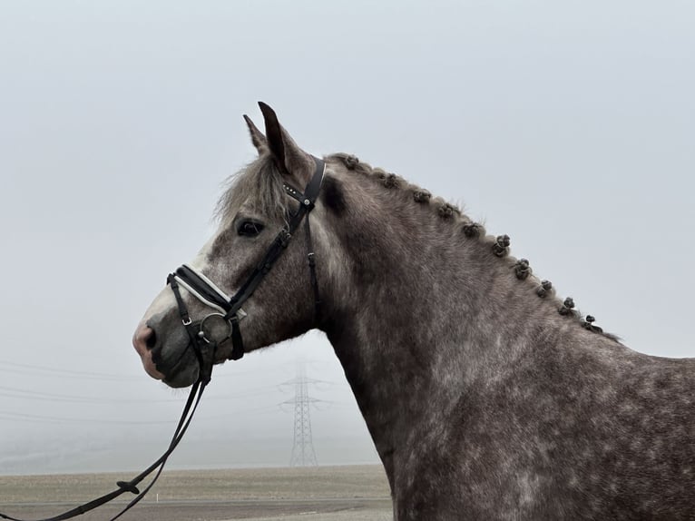 Schweres Warmblut Mix Stute 3 Jahre 165 cm Apfelschimmel in Riedlingen