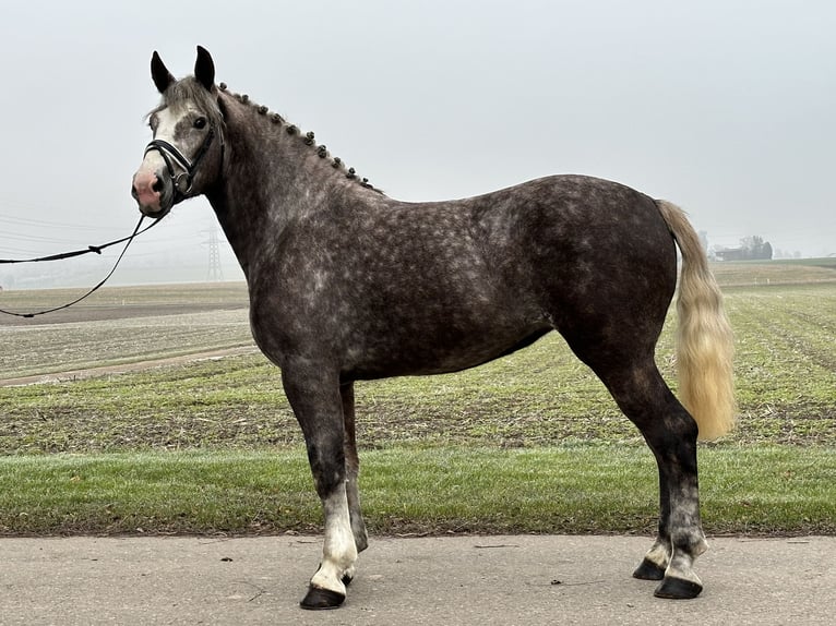 Schweres Warmblut Mix Stute 3 Jahre 165 cm Apfelschimmel in Riedlingen