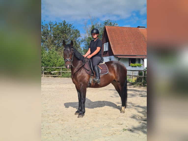 Schweres Warmblut Stute 3 Jahre 165 cm Dunkelbrauner in Sankt Gangloff