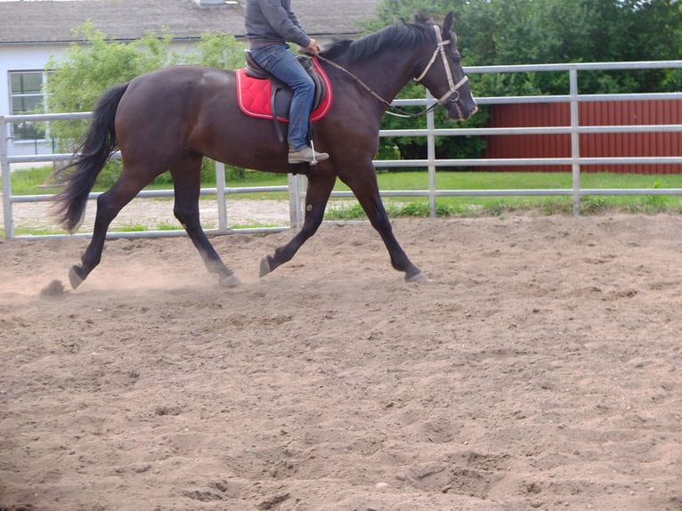 Schweres Warmblut Stute 3 Jahre 165 cm Rappe in Buttstädt