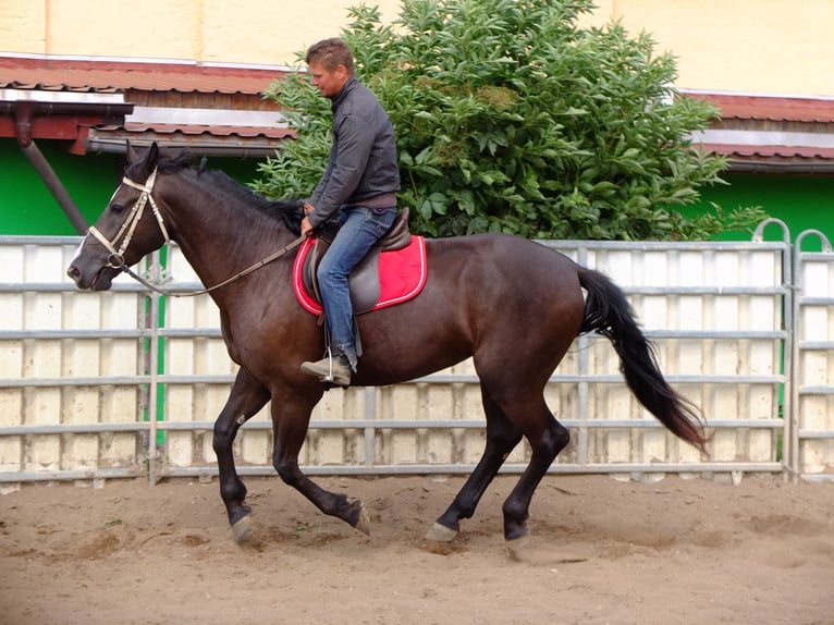 Schweres Warmblut Stute 3 Jahre 165 cm Rappe in Buttstädt