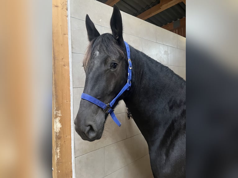 Schweres Warmblut Stute 3 Jahre 165 cm Rappe in Schöneck/Vogtland