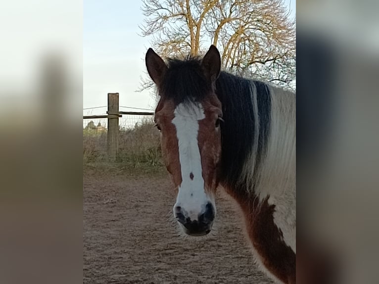 Schweres Warmblut Stute 4 Jahre 147 cm Schecke in Kasendorf