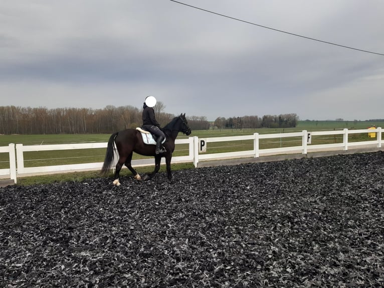 Schweres Warmblut Stute 4 Jahre 154 cm Schwarzbrauner in Löbau