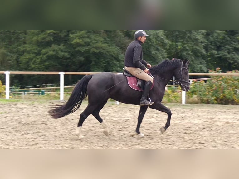 Schweres Warmblut Stute 4 Jahre 163 cm Rappe in Kamenz