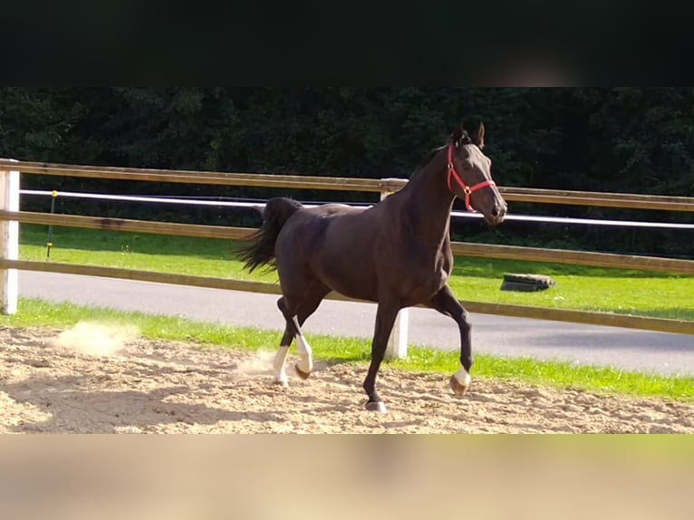 Schweres Warmblut Stute 4 Jahre 163 cm Rappe in Kamenz