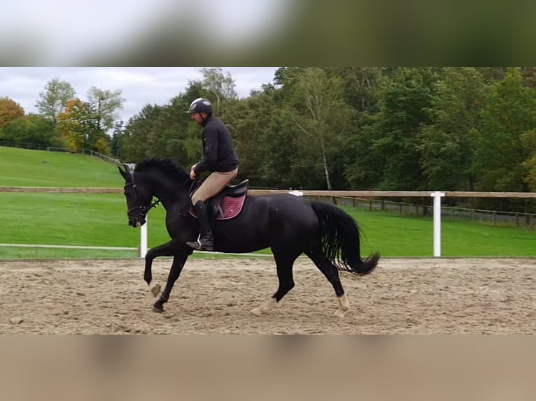 Schweres Warmblut Stute 4 Jahre 163 cm Rappe in Kamenz