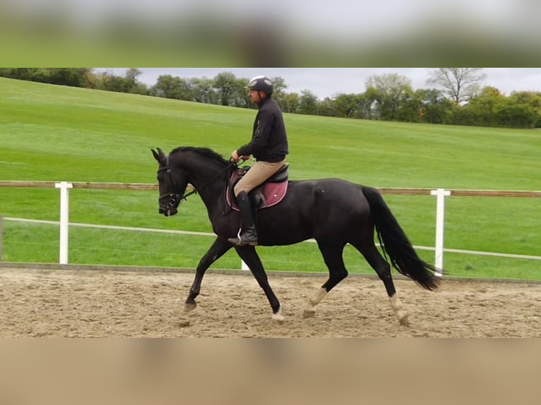 Schweres Warmblut Stute 4 Jahre 163 cm Rappe in Kamenz