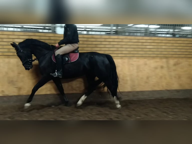 Schweres Warmblut Stute 4 Jahre 163 cm Rappe in Kamenz