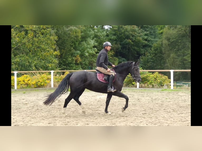 Schweres Warmblut Stute 4 Jahre 163 cm Rappe in Kamenz