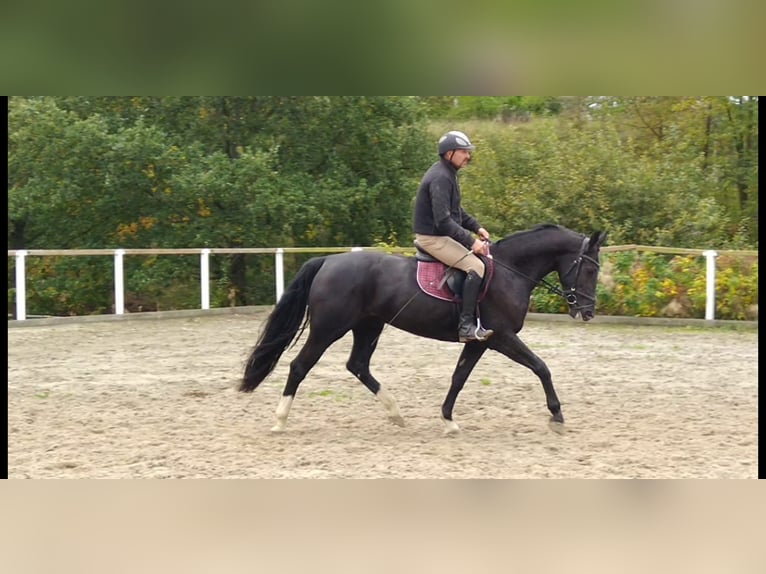 Schweres Warmblut Stute 4 Jahre 163 cm Rappe in Kamenz