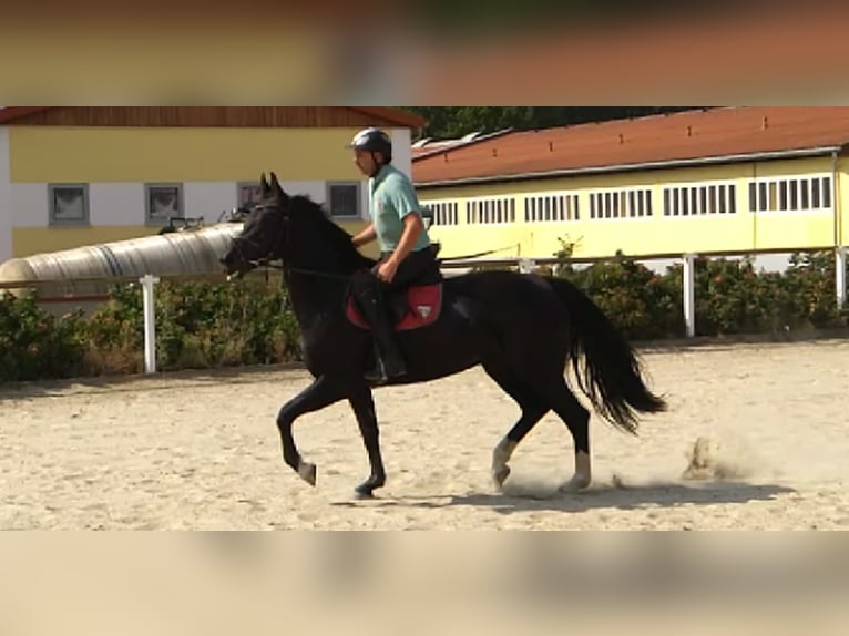 Schweres Warmblut Stute 4 Jahre 163 cm Rappe in Kamenz