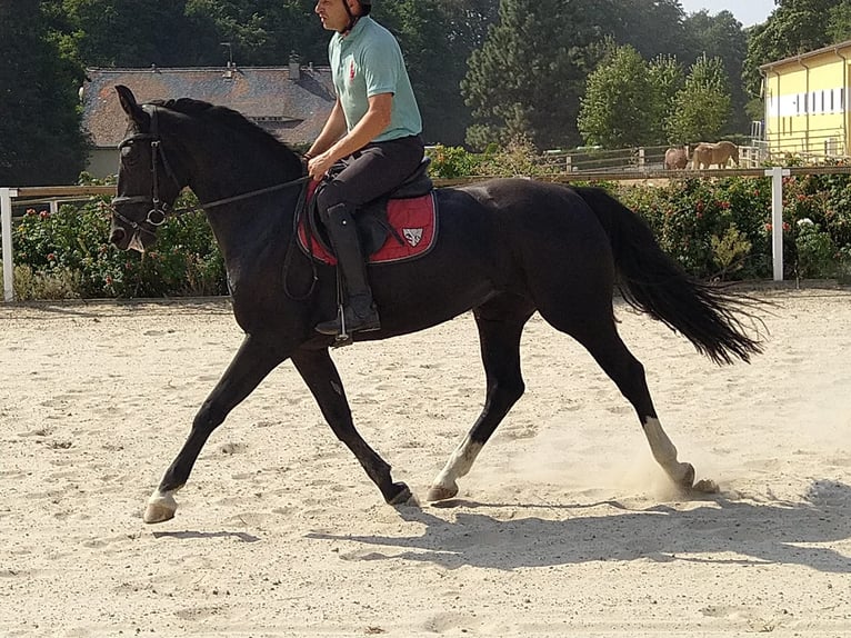 Schweres Warmblut Stute 4 Jahre 163 cm Rappe in Kamenz