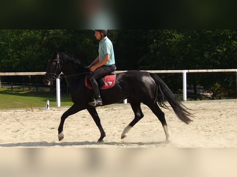 Schweres Warmblut Stute 4 Jahre 163 cm Rappe in Kamenz