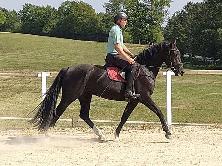 Schweres Warmblut Stute 4 Jahre 163 cm Rappe in Kamenz