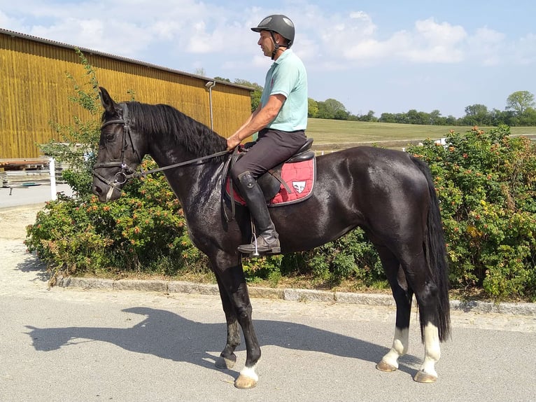 Schweres Warmblut Stute 4 Jahre 163 cm Rappe in Kamenz