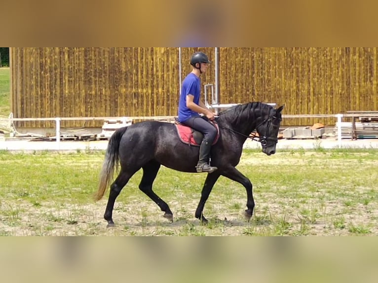 Schweres Warmblut Stute 4 Jahre 163 cm Rappschimmel in Kamenz